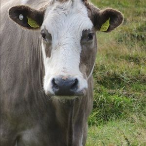 Meet your Posher, Gina